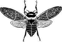 bee top view