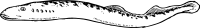 eel