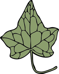 ivy leaf 5