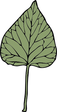 ivy leaf 6