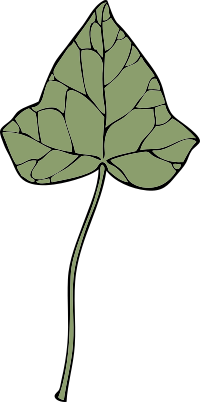 ivy leaf 7