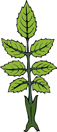 wild rose branch