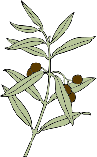 olive branch