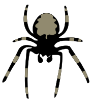 spider