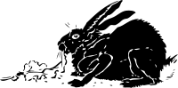 black rabbit