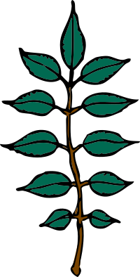 ash leaves