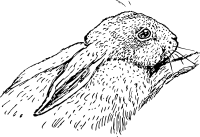 rabbit