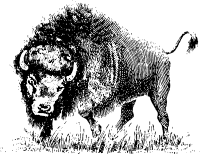 buffalo