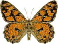 butterfly