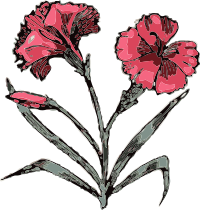 carnation