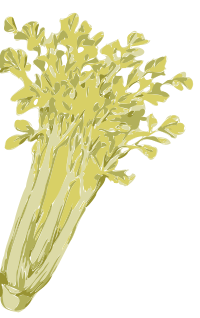 celery