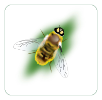 bee
