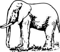 elephant