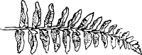 fern branch