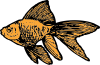 goldfish