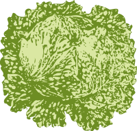lettuce