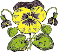 pansy