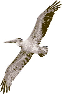 pelican