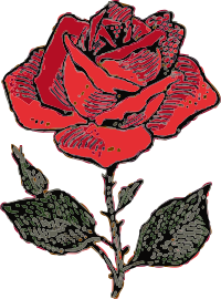 rose