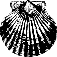 scallop