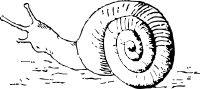 snail