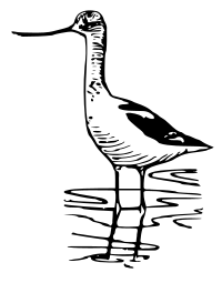 Avocet 1
