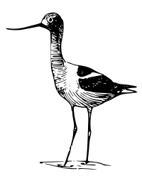 Avocet 2
