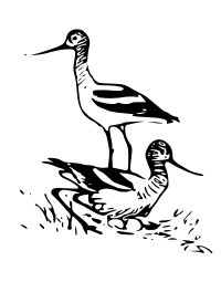 Avocet 3