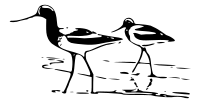 Avocet 4