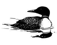 Common Loon