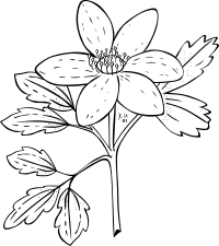 G KU anemone piperi 2