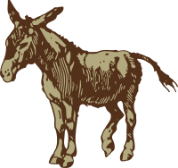 donkey
