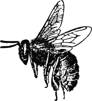 Bee