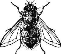 Housefly
