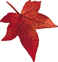 Red maple leaf