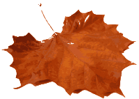 M Leaf 01