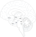 Brain