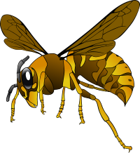 Brown-Yellow Hornet