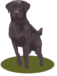 Black Lab