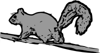 Squirrel