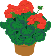 Geramium in a pot