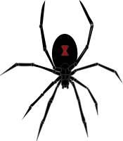 Black Widow Spider