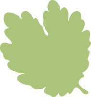 leaf 06