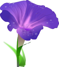 morning glory 