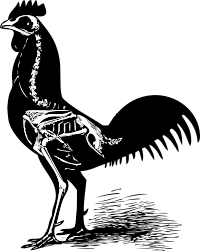 chicken skeleton