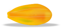 papaya
