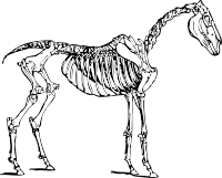 horse skeleton
