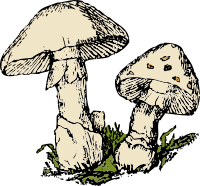 two mushrooms
