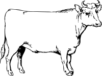 ox