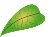 green leaf